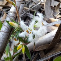 Feather Heath, Pentachonda involulrata